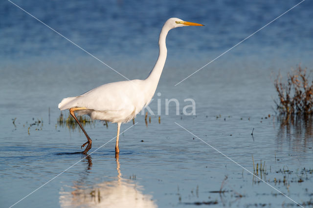 Grote zilverreiger (Casmerodius albus)