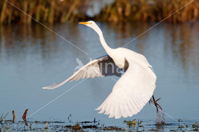 Great White Egret