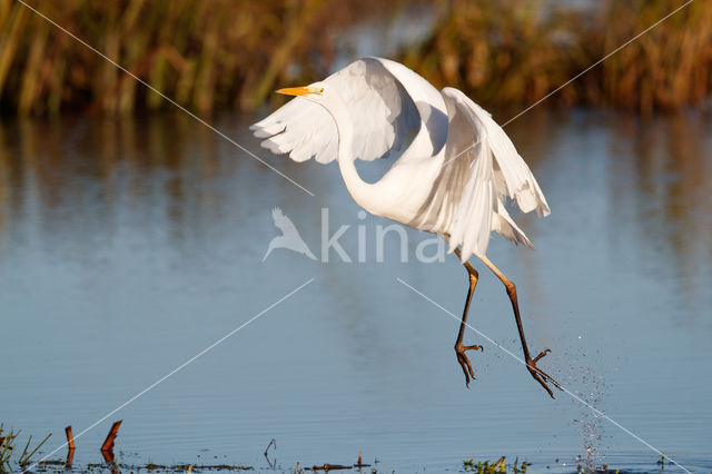 Grote zilverreiger (Casmerodius albus)