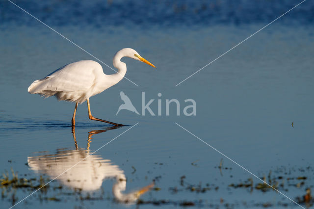 Great White Egret