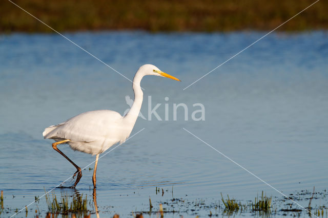 Grote zilverreiger (Casmerodius albus)