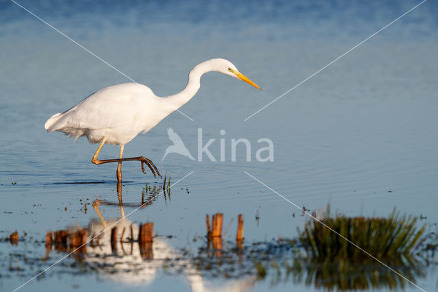 Great White Egret