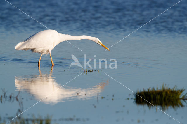 Great White Egret