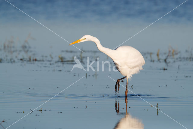 Grote zilverreiger (Casmerodius albus)