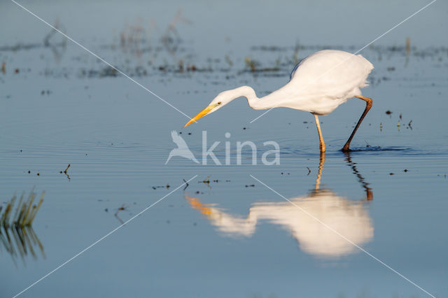 Grote zilverreiger (Casmerodius albus)