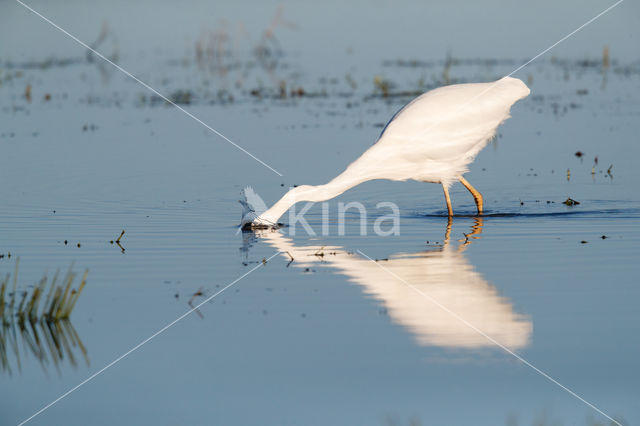 Grote zilverreiger (Casmerodius albus)