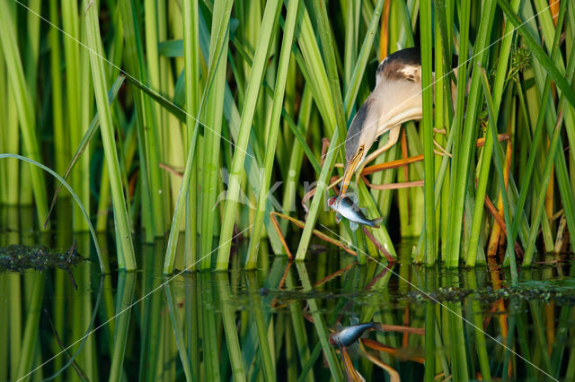 Little Bittern (Ixobrychus minutus)