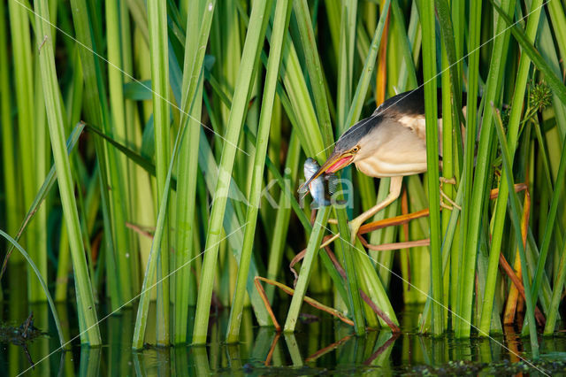 Little Bittern (Ixobrychus minutus)