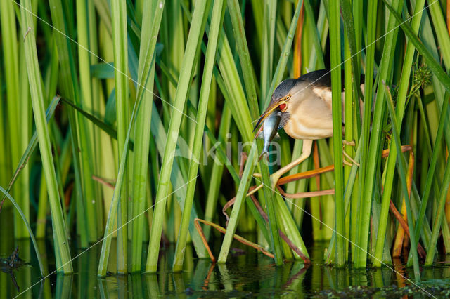 Little Bittern (Ixobrychus minutus)