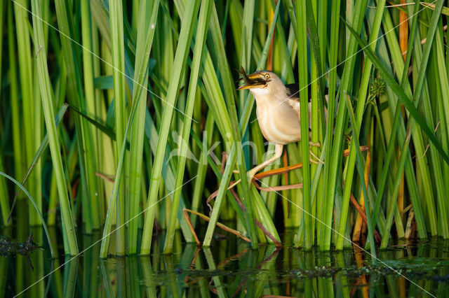 Little Bittern (Ixobrychus minutus)