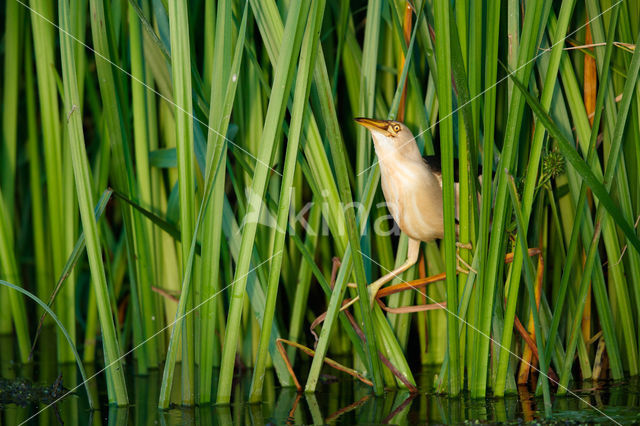 Little Bittern (Ixobrychus minutus)