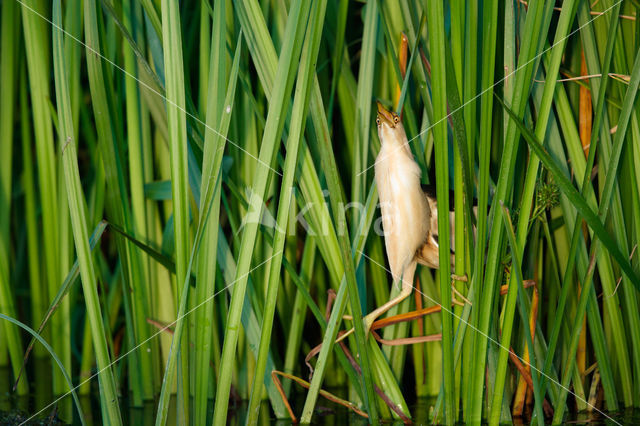 Little Bittern (Ixobrychus minutus)