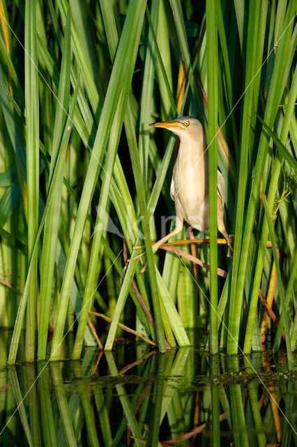 Little Bittern (Ixobrychus minutus)