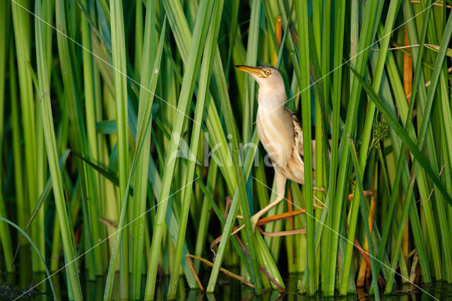 Little Bittern (Ixobrychus minutus)