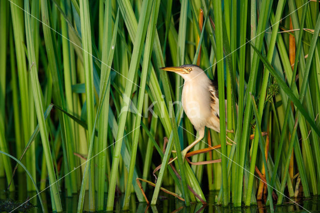 Little Bittern (Ixobrychus minutus)