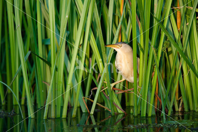 Little Bittern (Ixobrychus minutus)