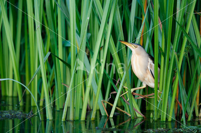 Little Bittern (Ixobrychus minutus)