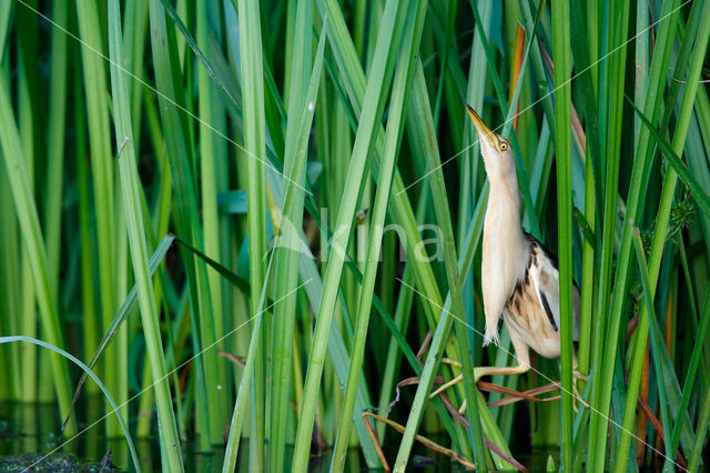 Little Bittern (Ixobrychus minutus)