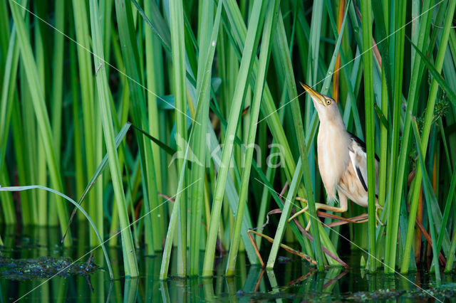 Little Bittern (Ixobrychus minutus)