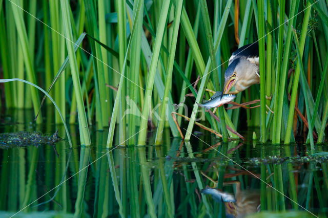 Little Bittern (Ixobrychus minutus)