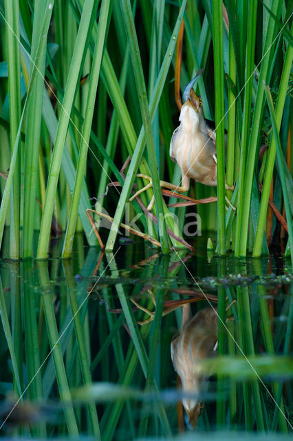 Woudaap (Ixobrychus minutus)