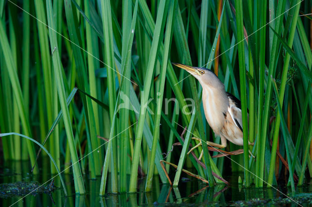 Little Bittern (Ixobrychus minutus)