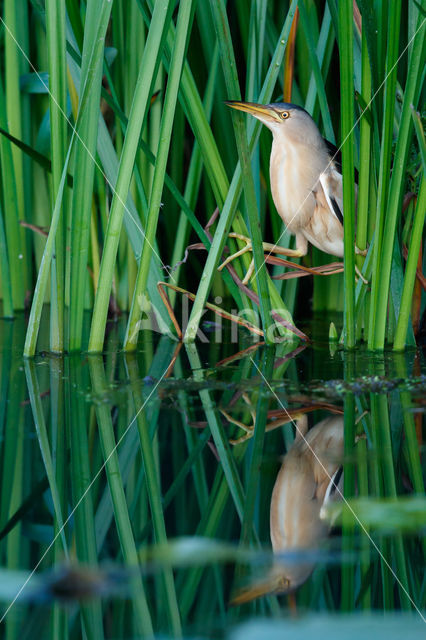 Little Bittern (Ixobrychus minutus)