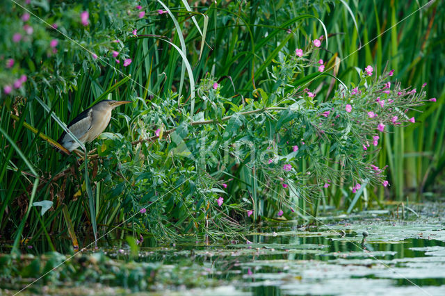 Little Bittern (Ixobrychus minutus)