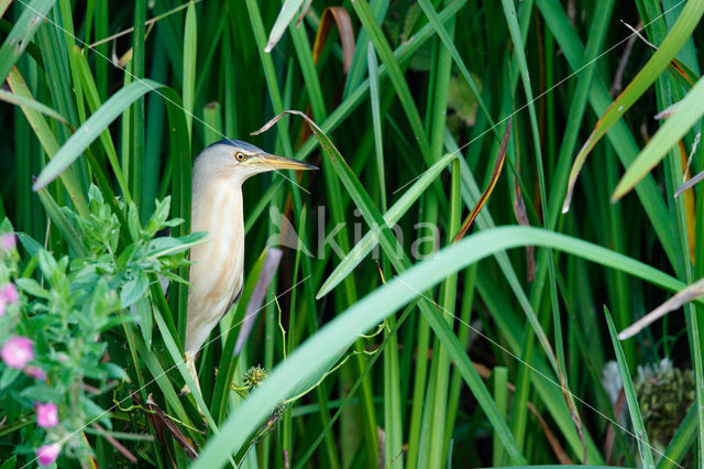 Little Bittern (Ixobrychus minutus)