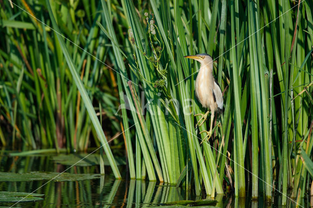 Little Bittern (Ixobrychus minutus)