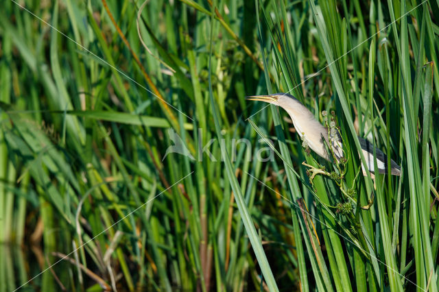 Little Bittern (Ixobrychus minutus)