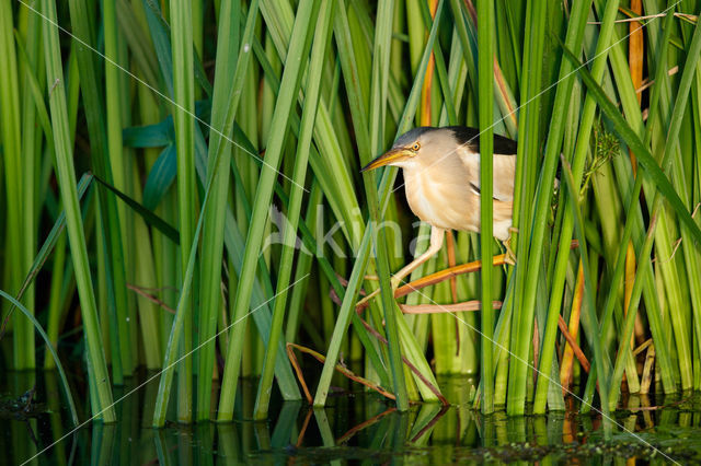 Little Bittern (Ixobrychus minutus)