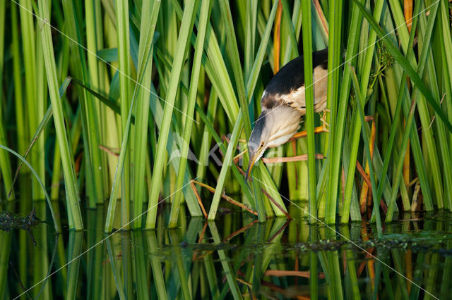 Little Bittern (Ixobrychus minutus)