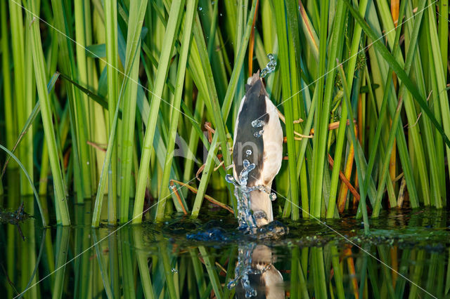 Little Bittern (Ixobrychus minutus)