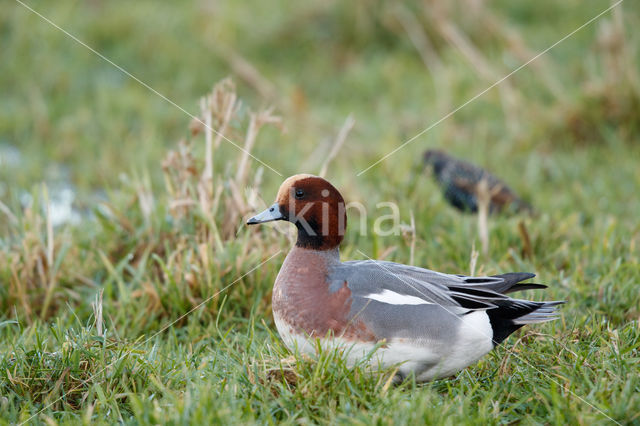 Wigeon (Anas penelope)