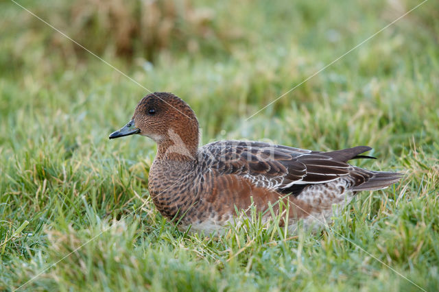 Wigeon (Anas penelope)