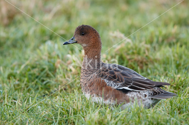 Wigeon (Anas penelope)