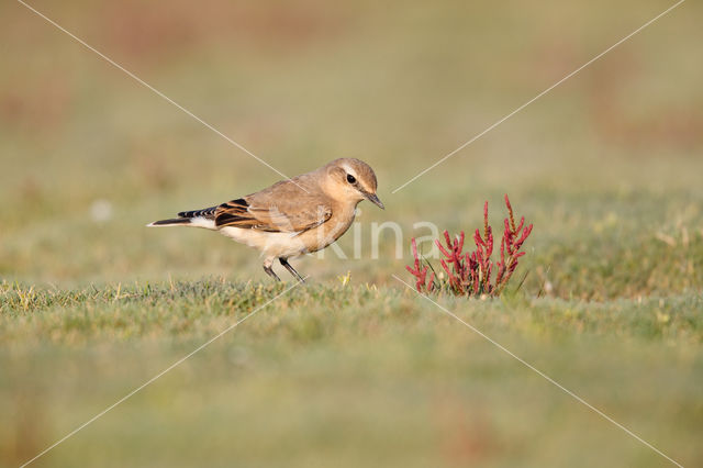 Northern Wheatear (Oenanthe oenanthe)