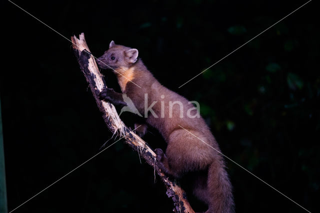 Pine Marten (Martes martes)