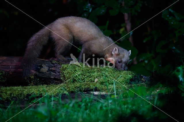 Pine Marten (Martes martes)