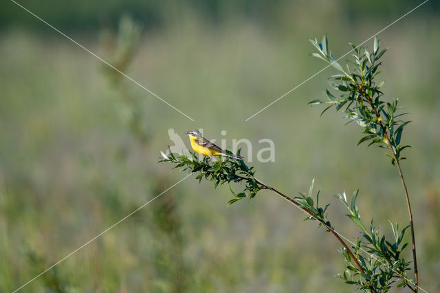 Yellow Wagtail (Motacilla flava)