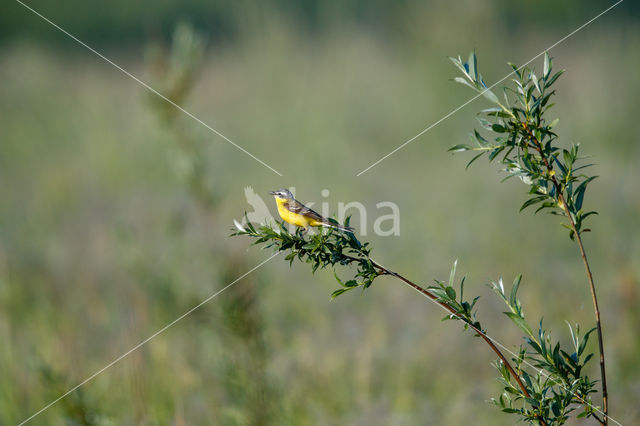 Gele Kwikstaart (Motacilla flava)