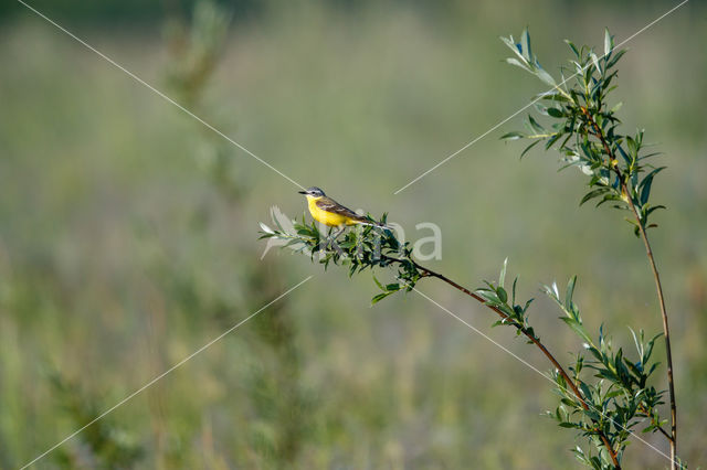 Gele Kwikstaart (Motacilla flava)