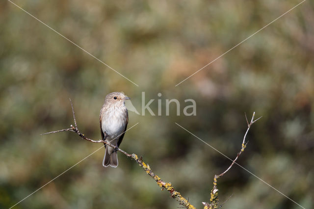 Grauwe Vliegenvanger (Muscicapa striata)