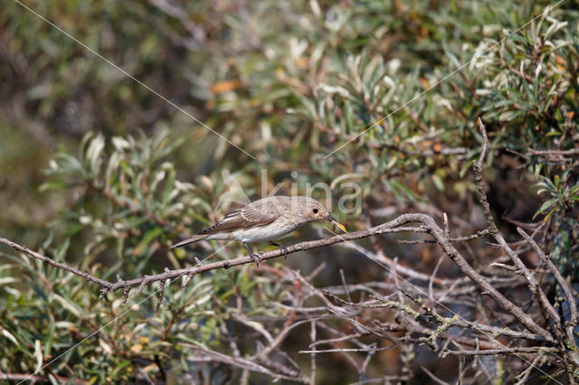 Grauwe Vliegenvanger (Muscicapa striata)