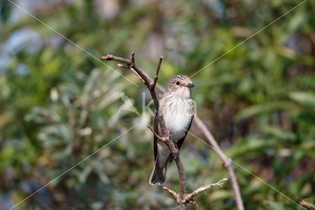 Grauwe Vliegenvanger (Muscicapa striata)