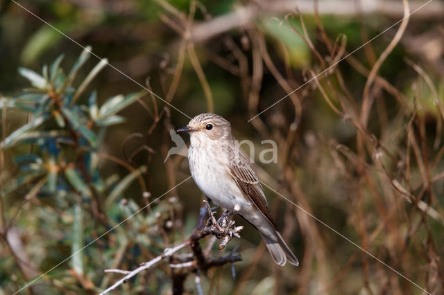 Grauwe Vliegenvanger (Muscicapa striata)