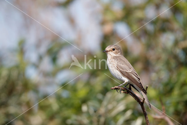 Grauwe Vliegenvanger (Muscicapa striata)