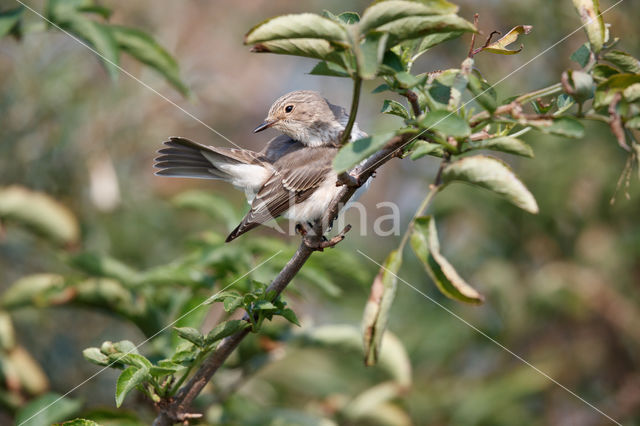 Spotted Flycatcher (Muscicapa striata)