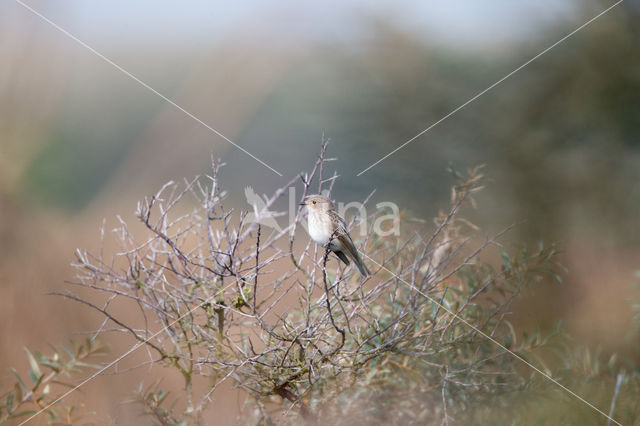 Grauwe Vliegenvanger (Muscicapa striata)